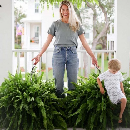 【𝐎𝐟𝐟𝐢𝐜𝐢𝐚𝐥 𝐔𝐒 𝐒𝐭𝐨𝐫𝐞】🏡🌿 𝐀𝐫𝐭𝐢𝐟𝐢𝐜𝐢𝐚𝐥 𝐁𝐨𝐬𝐭𝐨𝐧 𝐅𝐞𝐫𝐧 · 𝐔𝐕-𝐑𝐞𝐬𝐢𝐬𝐭𝐚𝐧𝐭 𝐋𝐢𝐟𝐞𝐥𝐢𝐤𝐞 𝐅𝐚𝐮𝐱 𝐏𝐥𝐚𝐧𝐭 · 🌱𝐅𝐮𝐥𝐥 & 𝐍𝐚𝐭𝐮𝐫𝐚𝐥 𝐆𝐫𝐞𝐞𝐧𝐞𝐫𝐲 𝐟𝐨𝐫 𝐈𝐧𝐝𝐨𝐨𝐫 & 𝐎𝐮𝐭𝐝𝐨𝐨𝐫 𝐃𝐞𝐜𝐨𝐫