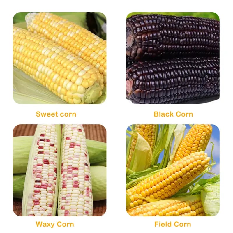 💞LAST DAY 50% OFF ✨🌽Corn Kernel Peeler – Easy Corn Cob Stripper for Quick Kernel Removal